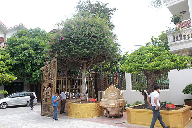 Để thỏa mãn thú chơi cây cảnh của mình, anh Phan Văn Toàn (TP. Việt Trì, Phú Thọ) đã bỏ ra 2,8 tỷ đồng và theo đuổi mấy năm chủ nhân cũ để đem về vườn một cây hoa giấy “khủng’ từ Đà Lạt. Ảnh: Dân Việt.