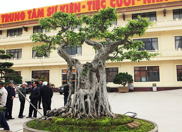 Ông Nguyễn Nam Thành (TP.Việt Trì, Phú Thọ) không chỉ sở hữu cây sanh “mâm xôi con gà” được định giá tới 6 triệu USD, mà còn sở hữu cây sanh “ngai vàng” giá trị không kém. Ảnh: Người đưa tin.