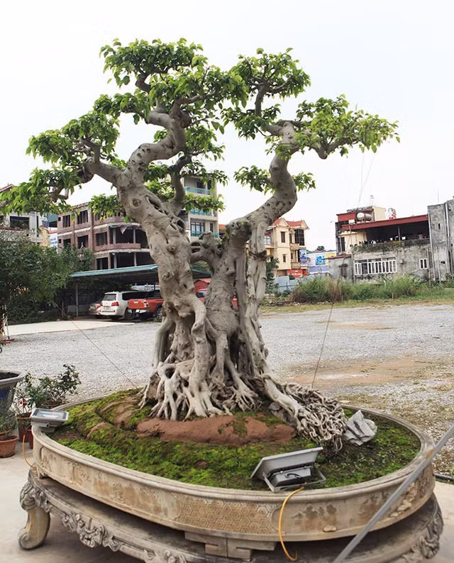 Theo ông Thành, thời điểm ấy, ông mua cây sanh “ngai vàng” với số tiền 5,5 tỷ đồng nhưng do không có tiền mặt, ông đã “sang ngang” 6 lô đất biệt thự ở Việt Trì. Ảnh: Dân Việt.