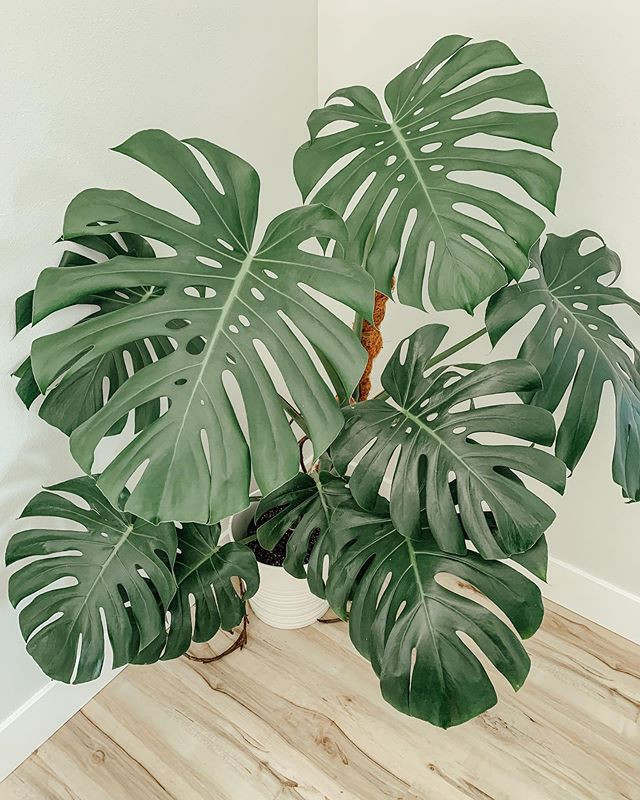 Monstera mới được du nhập vào Việt Nam. Chúng có nguồn gốc từ những nơi có khí hậu ôn đới như Trung Mỹ hay các hòn đảo gần xích đạo. Ảnh: Medium.