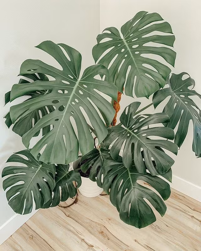 Monstera mới được du nhập vào Việt Nam. Chúng có nguồn gốc từ những nơi có khí hậu ôn đới như Trung Mỹ hay các hòn đảo gần xích đạo. Ảnh: Medium.