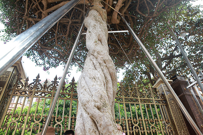 Cây cao khoảng 7m, thân xoắn không bị rỗng. Ảnh: Dân Việt.