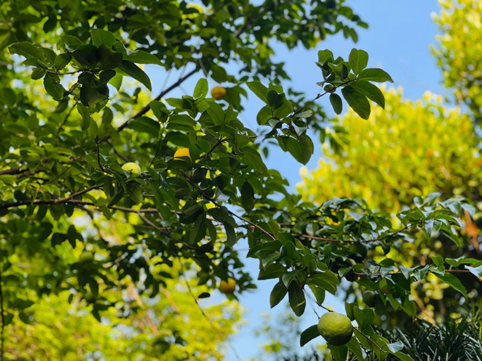 Nhiều loại cây khác cũng đua nhau ra trái. Ảnh: FBNV
