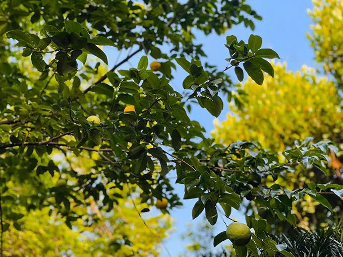 Nhiều loại cây khác cũng đua nhau ra trái. Ảnh: FBNV