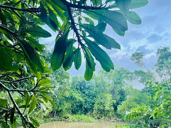 Những góc xanh cho cả nhà cảm nhận không khí yên bình ở vùng quê. Ảnh: FBNV