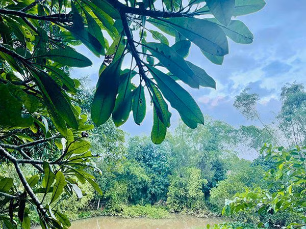 Những góc xanh cho cả nhà cảm nhận không khí yên bình ở vùng quê. Ảnh: FBNV