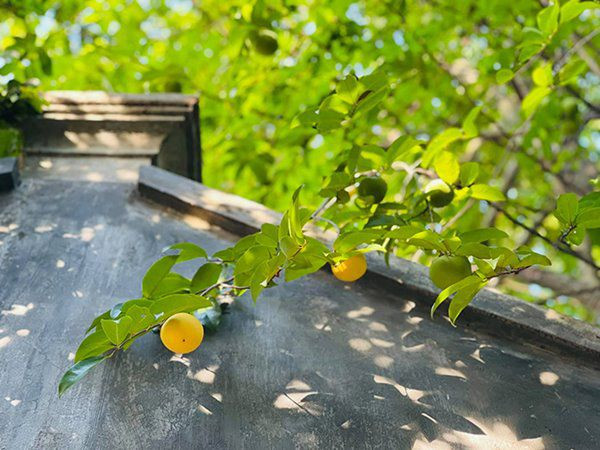 Cây thị cho quả đã bắt đầu chín. Ảnh: FBNV