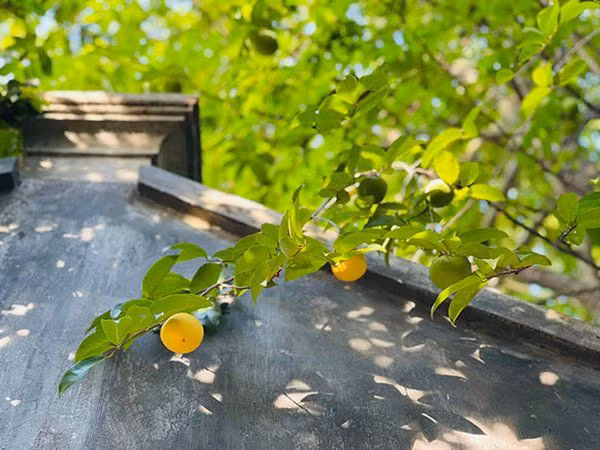 Cây thị cho quả đã bắt đầu chín. Ảnh: FBNV