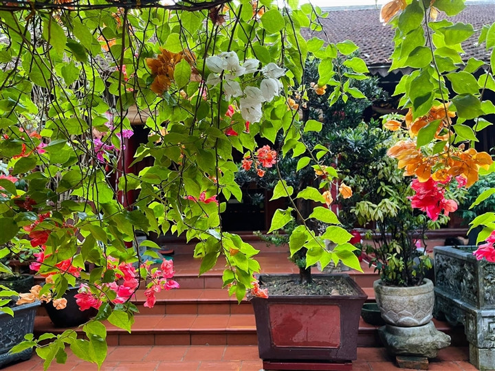 Các loài hoa đua nhau khoe sắc trong sân vườn. Ảnh: VTCNews