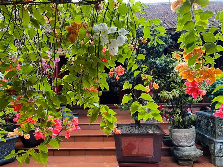 Các loài hoa đua nhau khoe sắc trong sân vườn. Ảnh: VTCNews