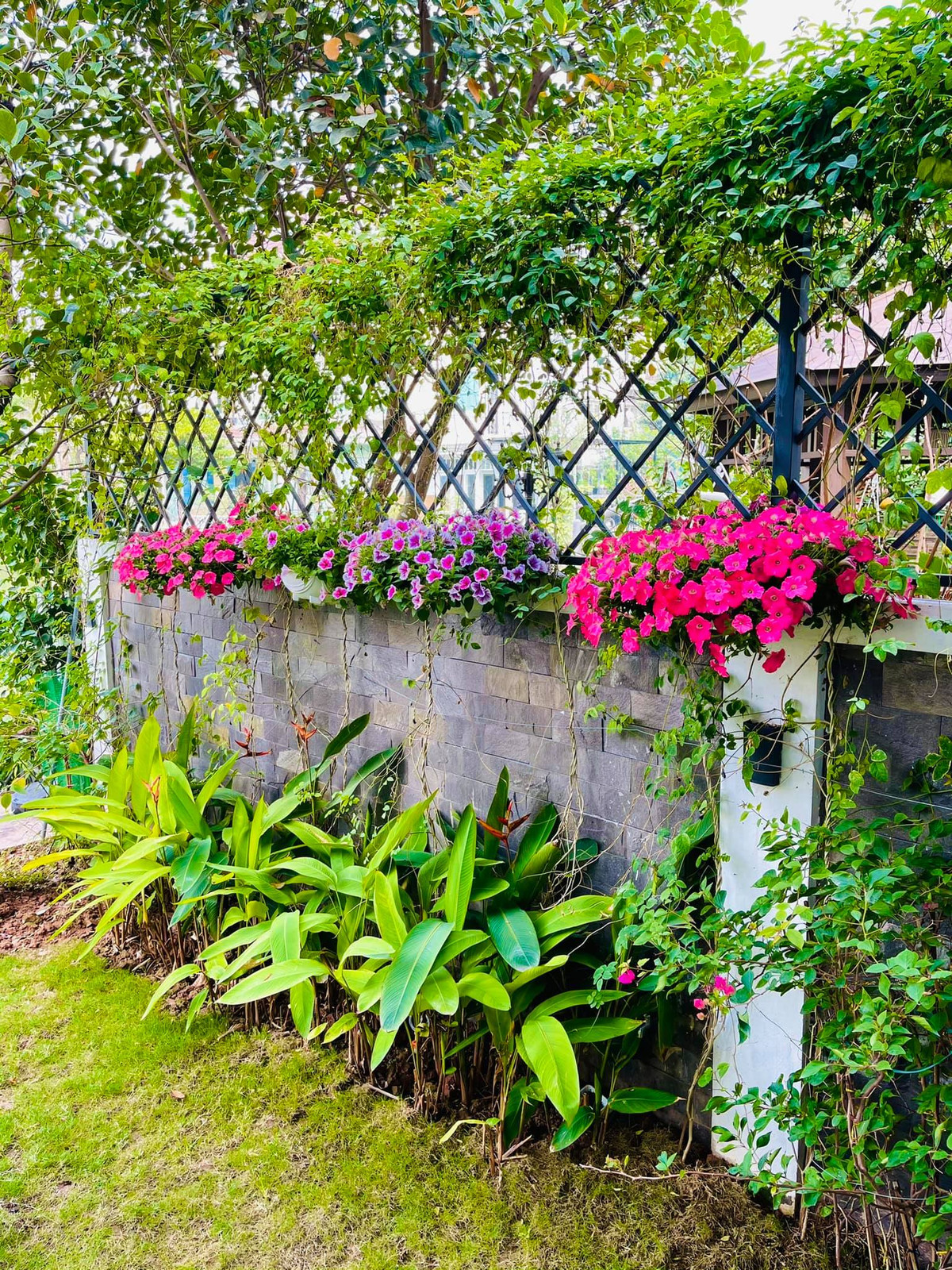 Tường rào phủ kín cây dây leo và hoa tươi.