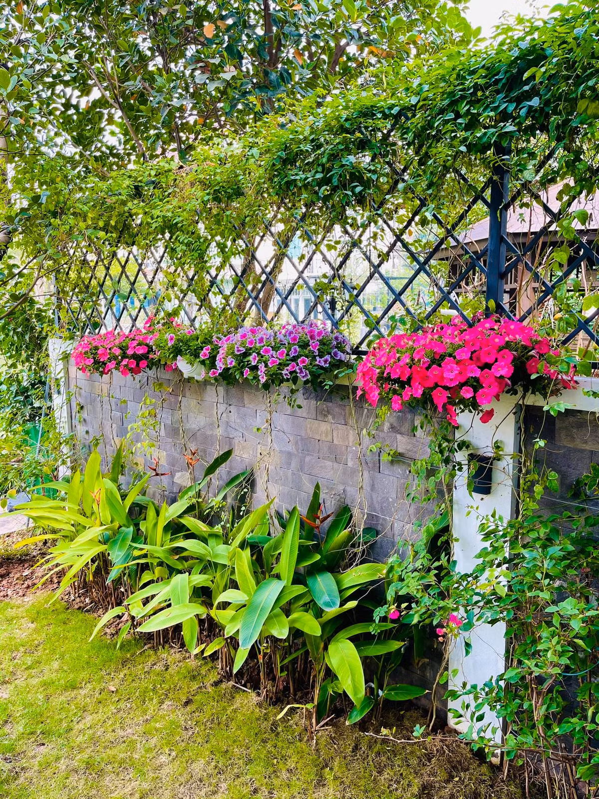 Tường rào phủ kín cây dây leo và hoa tươi.