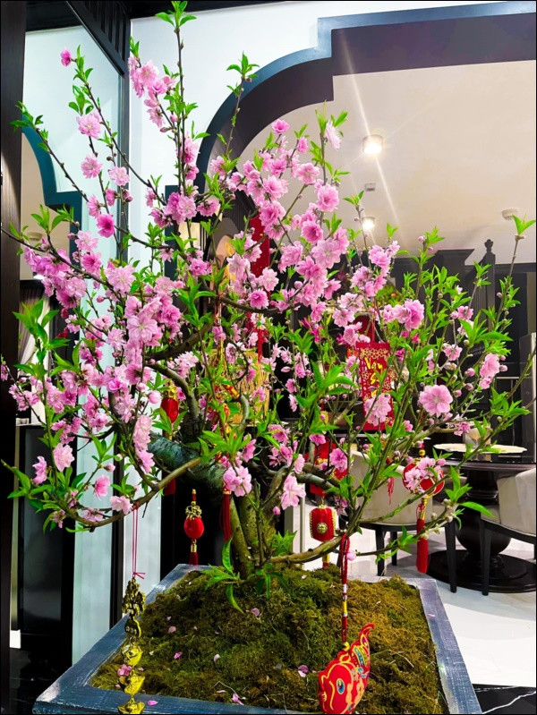 Đào phai nở nhiều hoa cho căn hộ ngập không khí Tết.