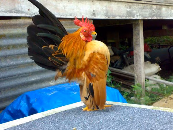 Tại Việt Nam, gà Serama 2 tháng tuổi có giá từ 1 - 2 triệu đồng/con, gà từ nửa năm thì dao động từ 5 - 10 triệu đồng/con tùy màu sắc. Ảnh: 5giay.