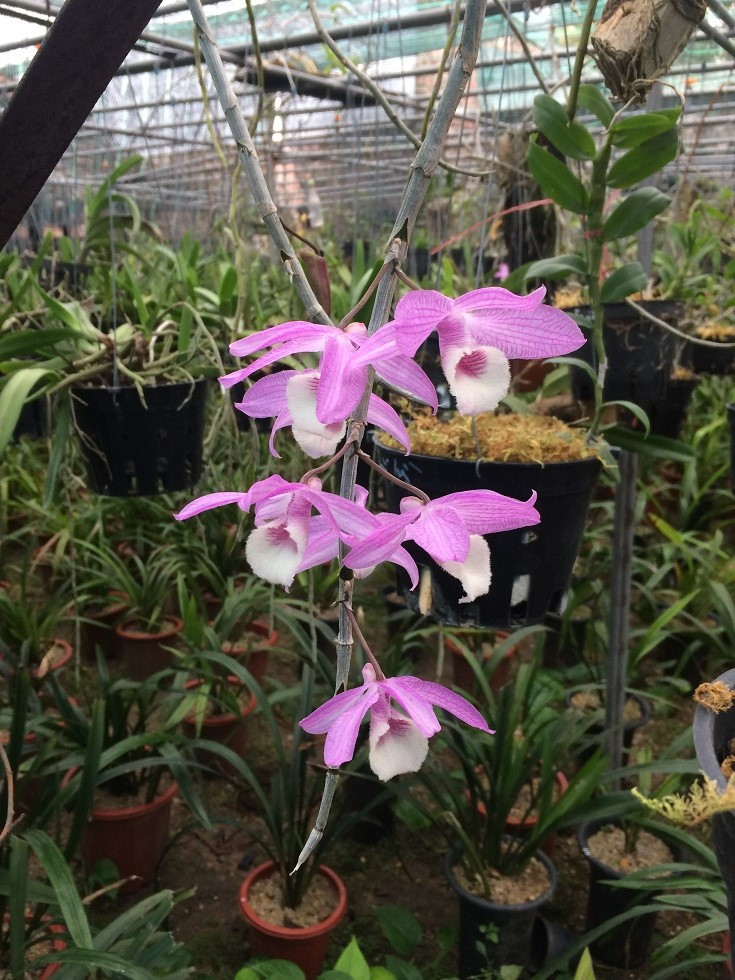 Lan giả hạc Pháp được sinh ra từ phòng thí nghiệm của Đài Loan với bố mẹ là phi điệp và đại ý thảo. Chúng được ưa chuộng mỗi dịp Tết Nguyên đán vì màu sắc đẹp và nở vào đúng Tết. Ảnh: Runghoalan.