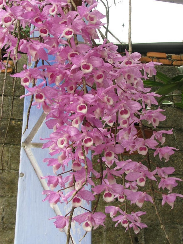 Mỗi giỏ lan giả hạc Pháp có giá từ 1 - 3 triệu đồng. Khách mua chủ yếu là người thu nhập cao ở Hà Nội và TP HCM. Ảnh: Internet.