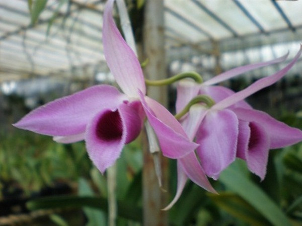 Giả hạc Pháp có 5 cánh màu hồng đậm hơn so với phi điệp. Hoa nở kéo dài hơn một tháng. Ảnh: Internet.