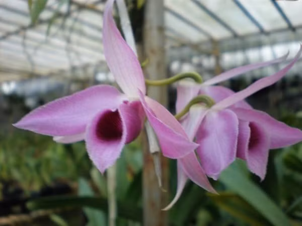 Giả hạc Pháp có 5 cánh màu hồng đậm hơn so với phi điệp. Hoa nở kéo dài hơn một tháng. Ảnh: Internet.