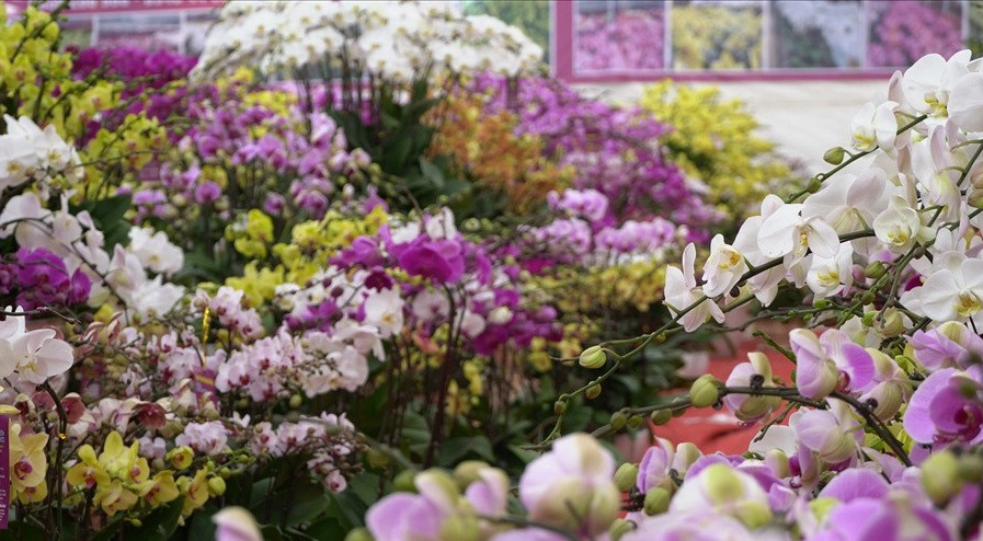 Mỗi dịp Tết đến, lan hồ điệp với những gam màu và kiểu dáng bắt mắt lại được bày bán nhiều tại các cửa hàng hoa ở Hà Nội. Ảnh: Lao động.