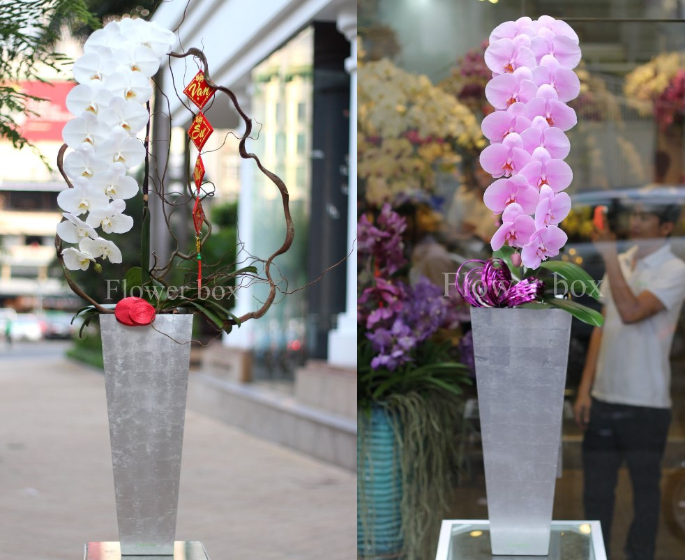 Đáng chú ý, lan hồ điệp nữ hoàng nhập từ Nhật Bản vô cùng khan hiếm. Hoa có từ 20 - 30 bông/cành trong một cành lan hồ điệp bình thường chỉ có 6 - 10 bông. Ảnh: Flowerbox.