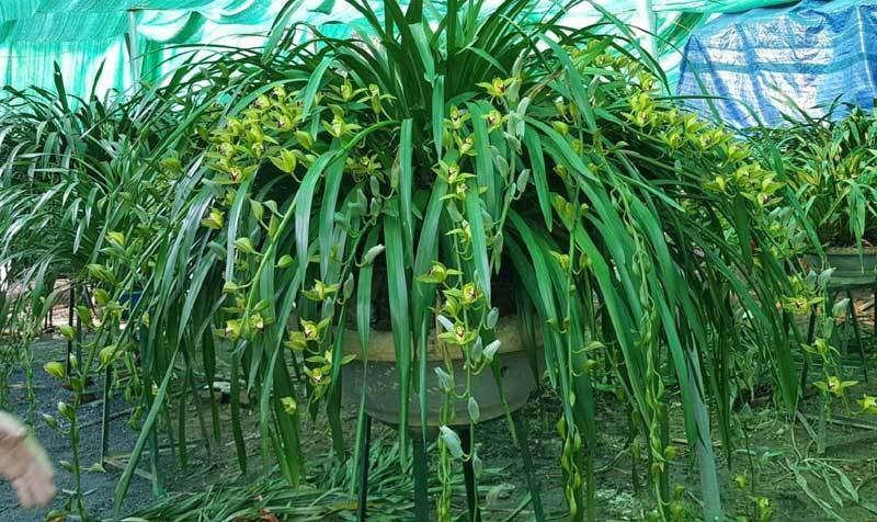 Những chậu hoa địa lan Trần Mộng gồm 50 - 100 nhành hoa cùng nở trong một chậu, được chào bán với giá từ 30 - 100 triệu đồng. Ảnh: Vietnamnet.