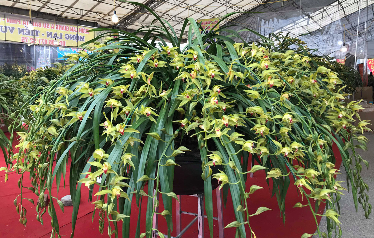 Hoa địa lan Trần Mộng được người tiêu dùng thu nhập cao chọn mua chơi Tết hoặc làm quà tặng vì hoa đẹp, hoa nở lâu tàn và có hương thơm nhẹ nhàng nhưng rất quyến rũ. Ảnh: Người đưa tin