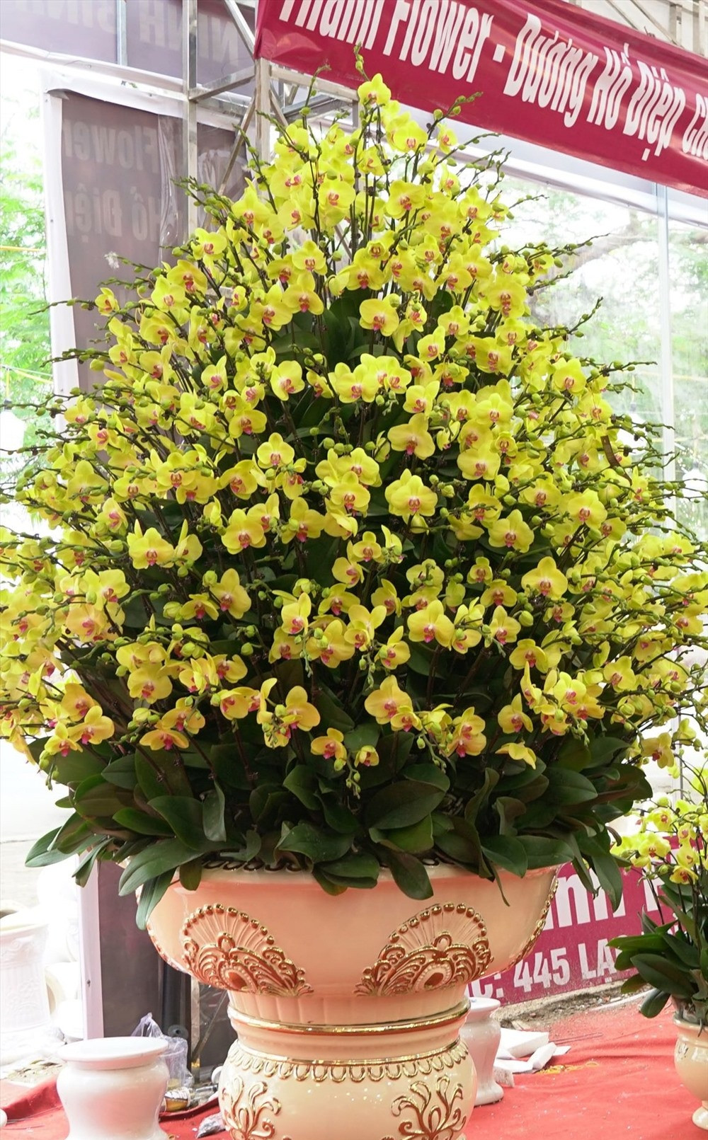 Lan hồ điệp biểu tượng cho sự sang trọng, sung túc. Những chậu lan lớn, sắp xếp với ý nghĩa phát lộc được phát giá từ và triệu đến hàng trăm triệu đồng. Ảnh: Lao động.