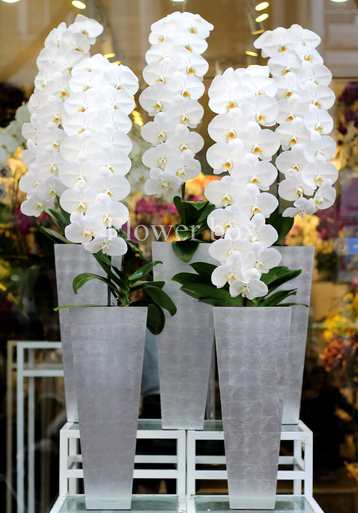 Lan hồ điệp nữ hoàng Nhật Bản giá từ 3 - 10 triệu đồng/cành. Ảnh: Flowerbox.