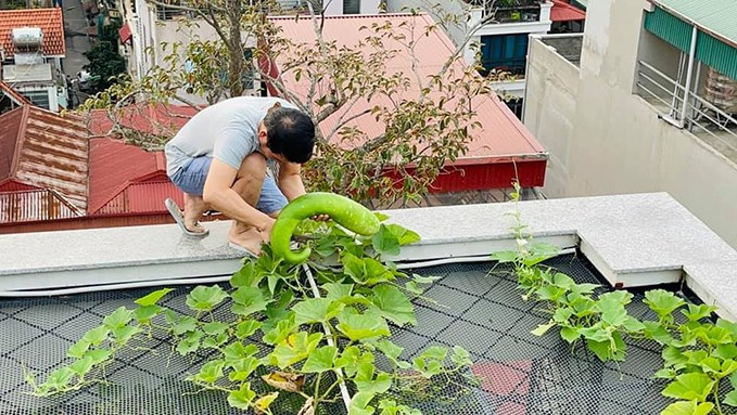 Nam ca sĩ cho biết anh chăm bón phân định kỳ bằng phân hữu cơ tự ủ từ thức ăn thừa, lá héo... và bắt sâu bằng phương pháp thủ công chứ không sử dụng thuốc trừ sâu.