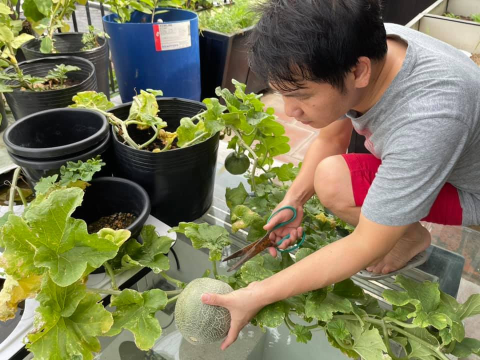 Giọng ca "Tình ca Tây Bắc'' yêu thích trồng loại dưa này vì thơm ngon, mát, phù hợp thưởng thức vào dịp hè.