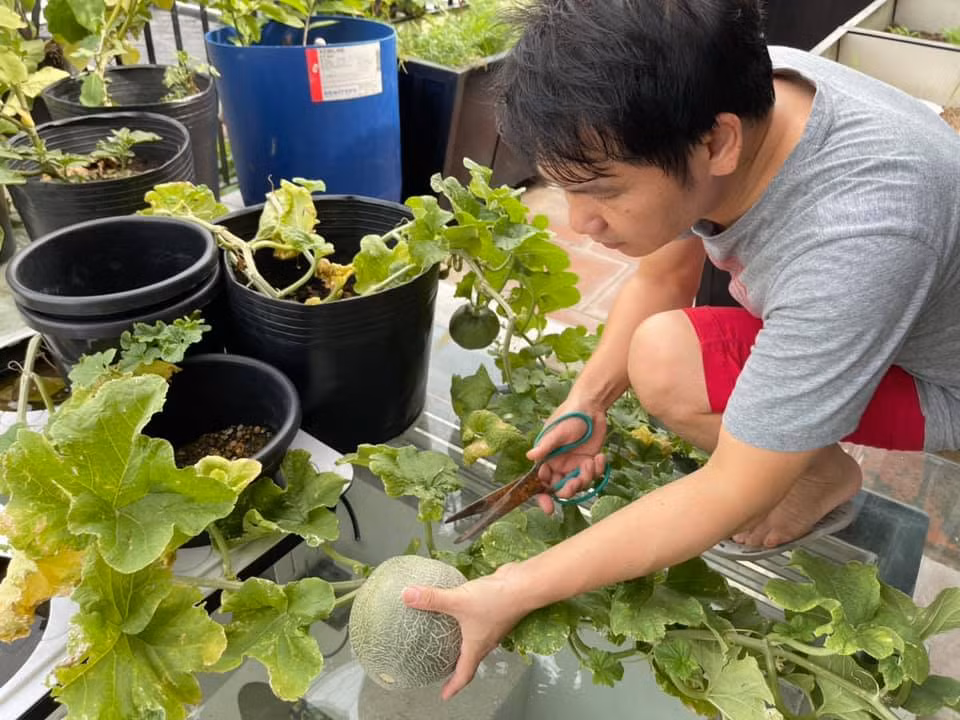 Giọng ca "Tình ca Tây Bắc'' yêu thích trồng loại dưa này vì thơm ngon, mát, phù hợp thưởng thức vào dịp hè.