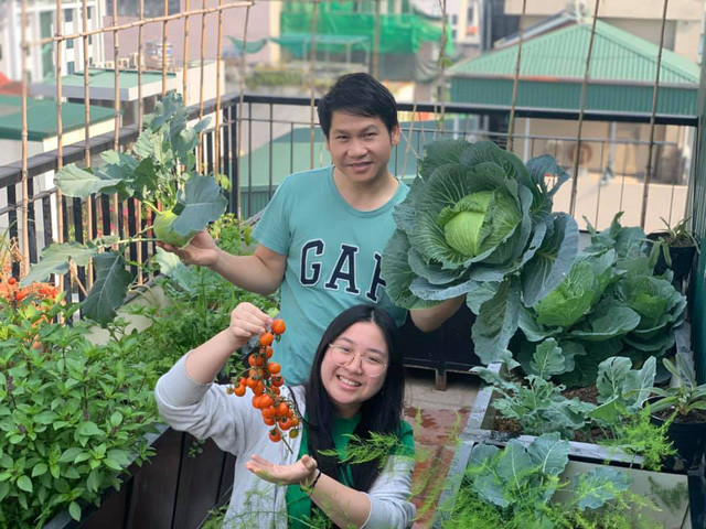 Cải bắp, su hào to và xanh mơn mởn. Nguồn ảnh: FBNV