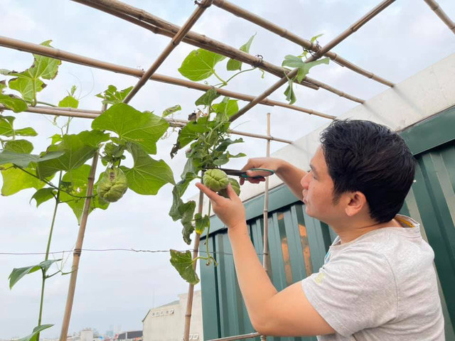 Giàn su su cũng bắt đầu cho trái.