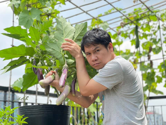 Vườn rau trên sân thượng nhà Trọng Tấn thiết kế khoa học khi đan xen giữa cây thân leo, cây trồng trong chậu và luống.