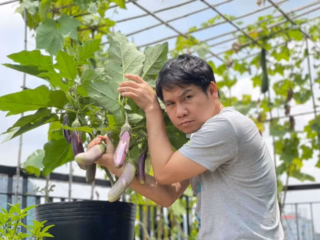 Vườn rau trên sân thượng nhà Trọng Tấn thiết kế khoa học khi đan xen giữa cây thân leo, cây trồng trong chậu và luống.