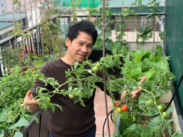 Cây cà chua sai trĩu quả.