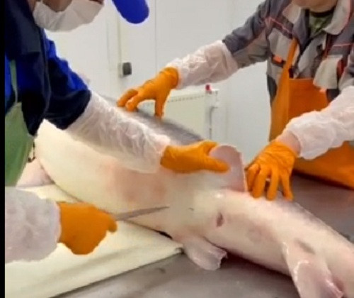 Khi mổ bụng cá, người ta dùng con dao thật sắc, rạch một đường có độ sâu vừa đủ từ đuôi lên để tránh làm vỡ trứng.