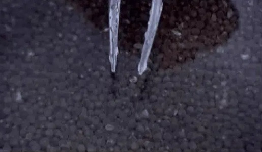 Ngoài ra, những gì còn sót lại của ruột cá sẽ được lọc bỏ bằng nhíp nhựa.