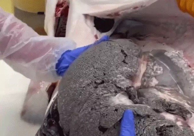 Công đoạn lấy trứng ra cũng phải rất nhẹ nhàng, sau đó đặt lên những tấm lưới để phân tách trứng.