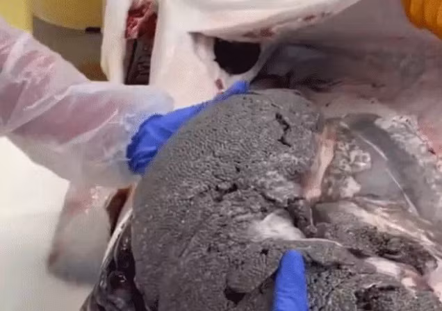 Công đoạn lấy trứng ra cũng phải rất nhẹ nhàng, sau đó đặt lên những tấm lưới để phân tách trứng.