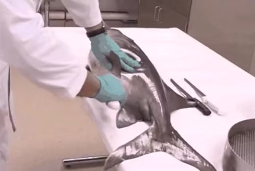 Ở nhiều nơi, trước khi mổ lấy trứng, cá tầm còn được siêu âm để biết xem lượng trứng đã đến độ thu hoạch chưa.