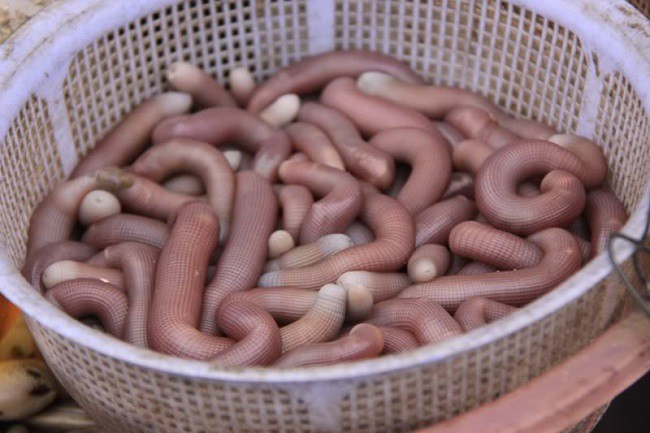 Sá sùng khô được chia thành 2 loại: loại 1 thượng hạng lên đến 4 – 5 triệu đồng/kg. Sá sùng khô loại rẻ nhất giá dao động từ 1,5 – 2 triệu/kg. Ảnh: Huyhaisan