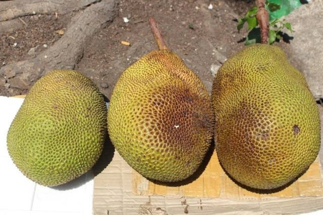 Để phân biệt mít chín ép và mít chín cây, có thể dựa vào việc quan sát mủ quả mít. Mít chín cây ít khi có mủ, còn mít chín ép có mủ trắng chảy từng dòng. Ảnh: Cooky.