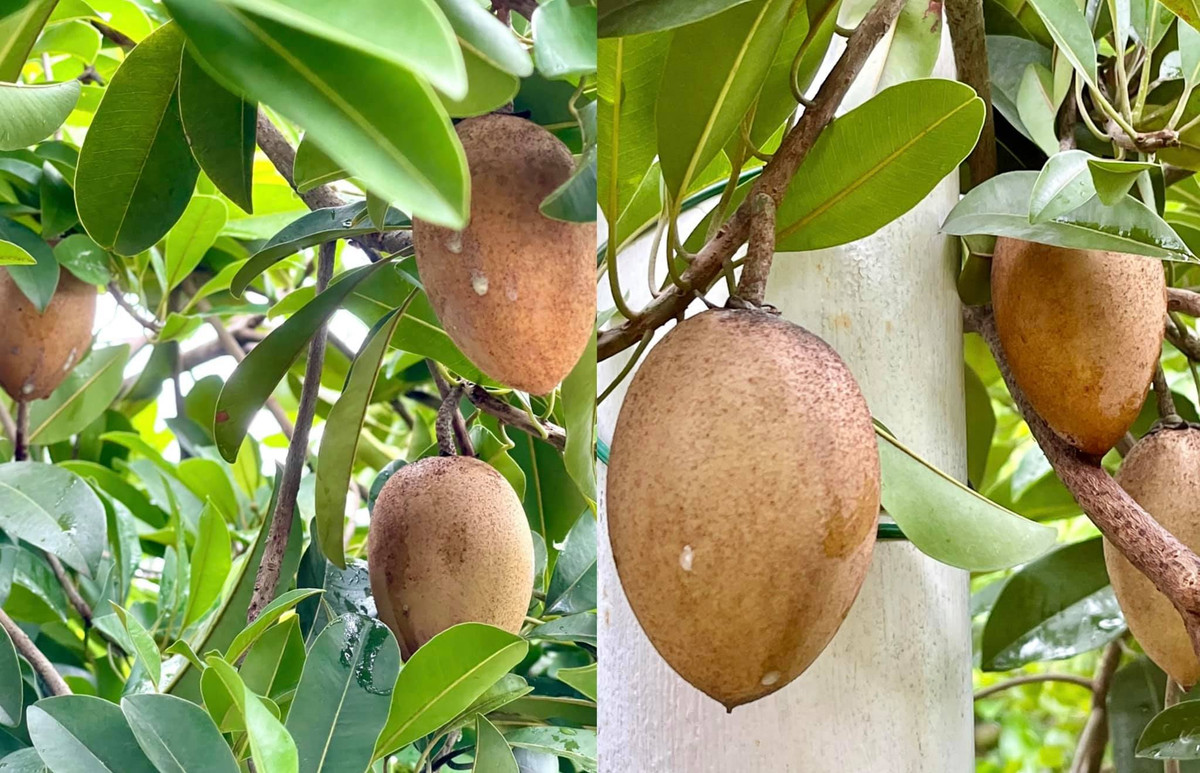 Hồng xiêm cho quả to trông thích mắt.