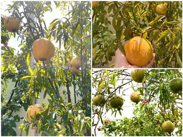 Niềm vui lớn nhất của chị Dạ Thảo là được cùng chồng và hai con thu hoạch thành quả làm vườn.