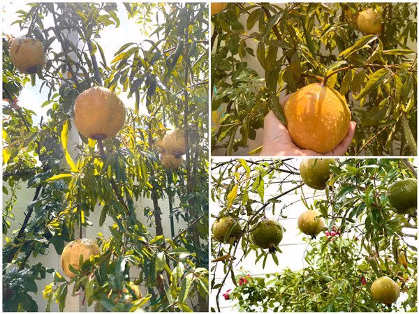 Niềm vui lớn nhất của chị Dạ Thảo là được cùng chồng và hai con thu hoạch thành quả làm vườn.