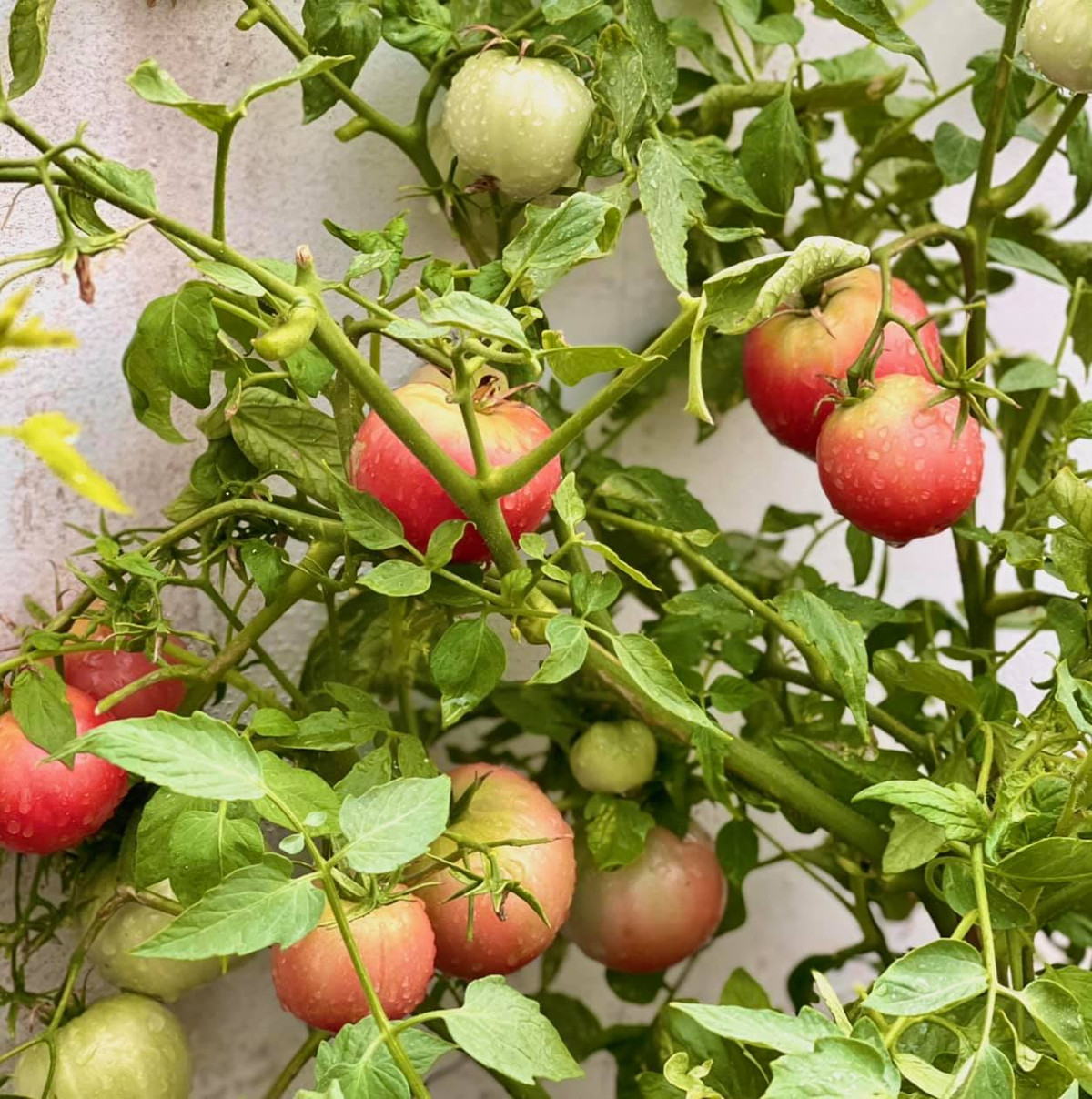 Những trái cà chua trĩu cành mà nhiều người lầm tưởng là trái táo.