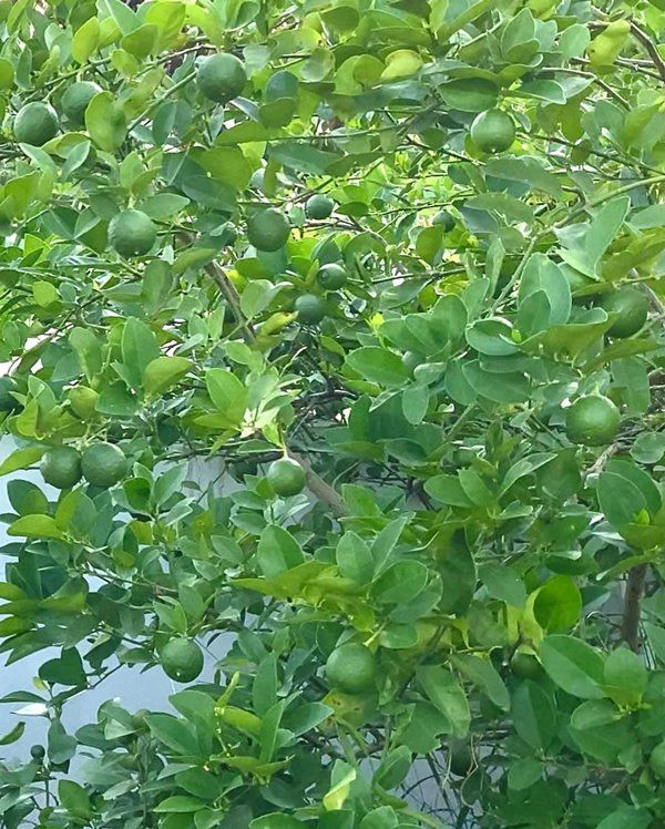 Cây chanh tốt um, chi chít quả.