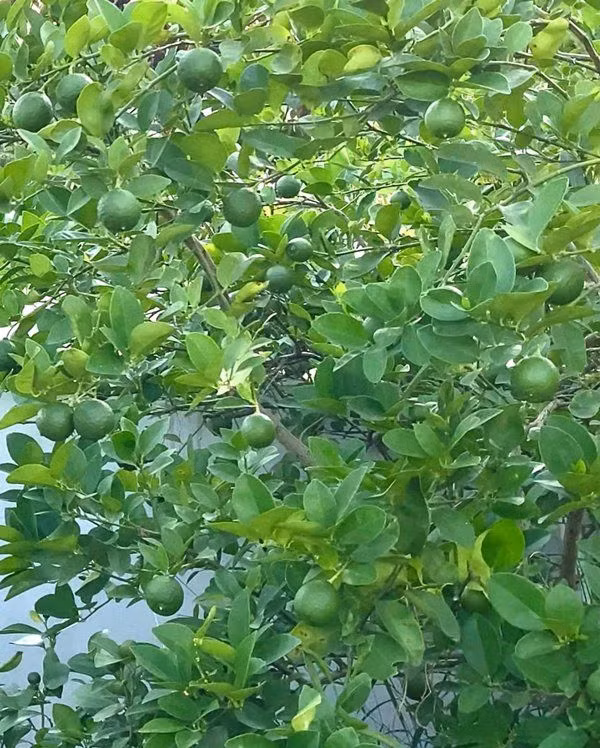 Cây chanh tốt um, chi chít quả.