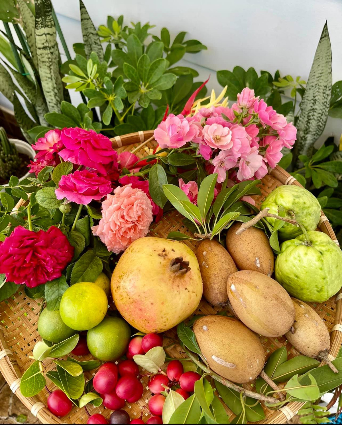 Đủ các loại hoa quả sạch, chị Dạ Thảo thu hoạch được trong vườn. Nguồn ảnh: FB Da Thao